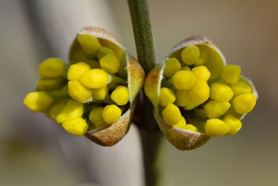 Close-up of fruits growing on plant