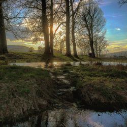 Sun shining through trees