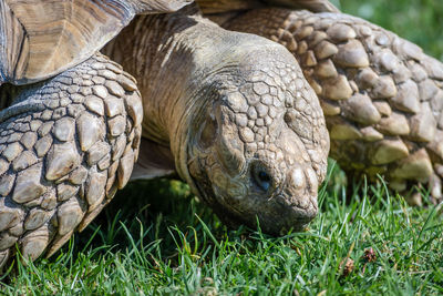 Close-up of a tortoise on field