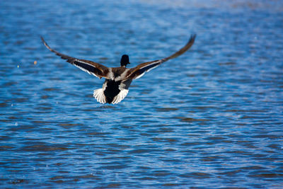 Bird flying over water