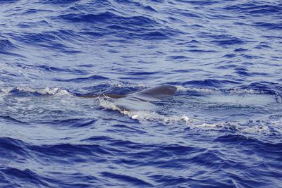 View of whale swimming in sea