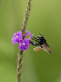 Close-up of bee on flower