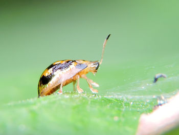 Close-up of insect on leaf