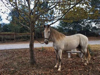 Horse standing on field