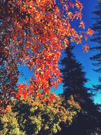 Low angle view of trees against sky during autumn