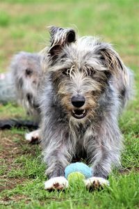 Dog playing with ball on field