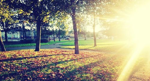 Sun shining through trees in park