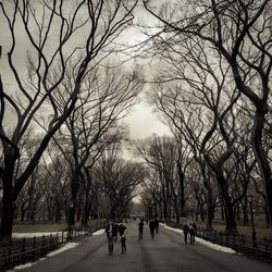 Bare trees against sky