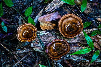 High angle view of snail on plant