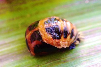 Extreme close up of insect