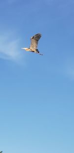 Low angle view of seagull flying in sky