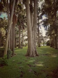 Trees in forest