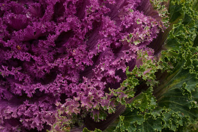 Close-up of purple flowers