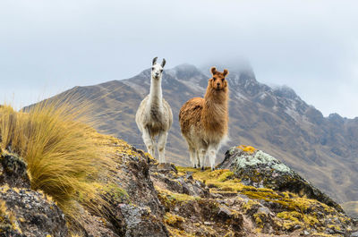 Two llamas standing on a ridge in front of a mountain