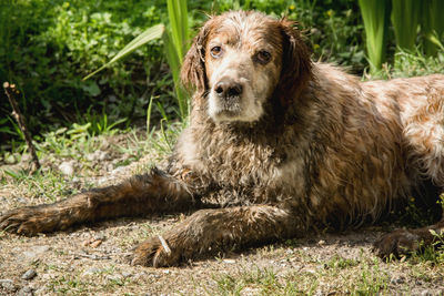 Portrait of dog sitting on grass