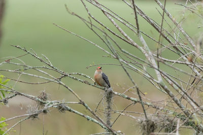 Bird perching on twig