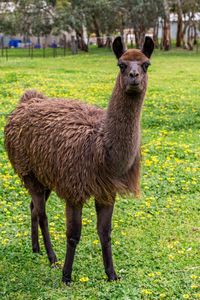 A brown llama standing still and staring at me