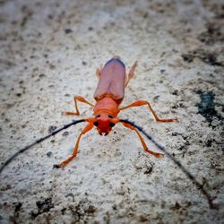 High angle view of insect on wall