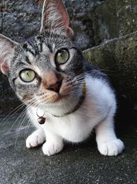 Close-up portrait of a cat