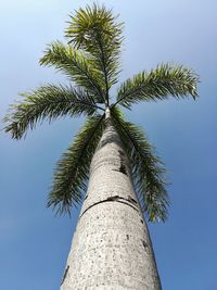 Low angle view of palm tree against sky