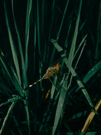 Close-up of dragonfly on grass