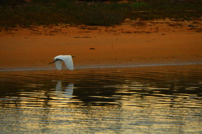 Side view of a bird drinking water