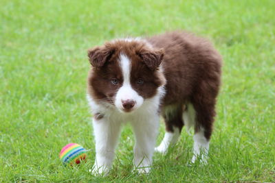 Portrait of puppy on field