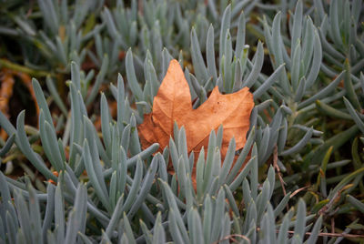 Close-up of autumn leaves on field