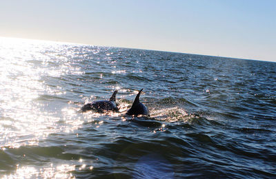 View of swimming in sea against clear sky