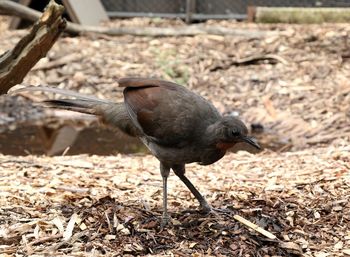 Close-up of bird perching on ground