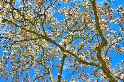 Low angle view of trees against blue sky