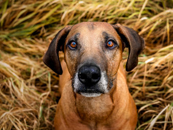 Close-up portrait of dog on field