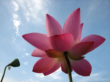 Low angle view of pink lotus water lily against sky