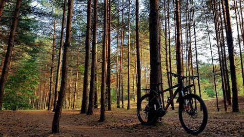 View of trees in forest