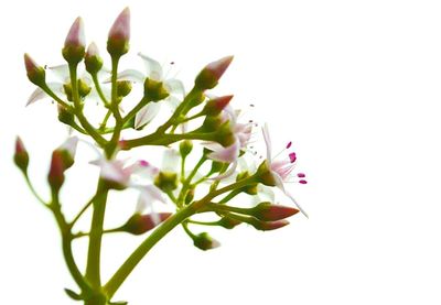 Close-up of fresh flowers against clear sky