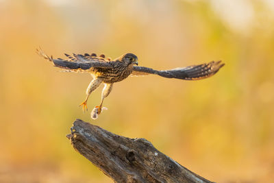 Close-up of bird landing on branch