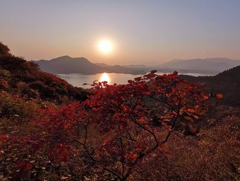 Scenic view of tree against sky during sunset