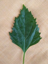 High angle view of green leaf on plant