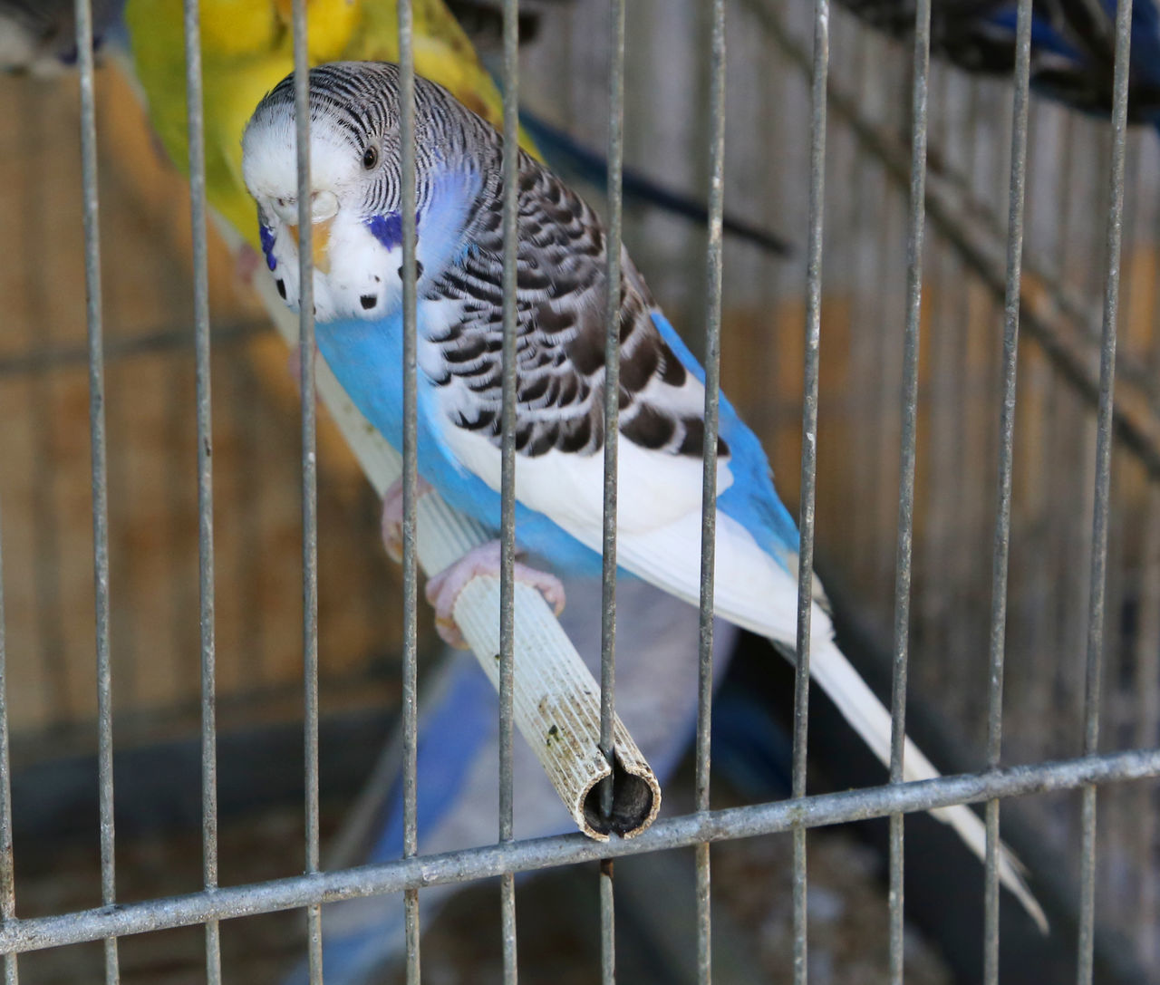 BIRD PERCHING IN CAGE