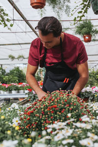 Male gardener in apron caring for red tagetes erecta flowers while working in greenhouse