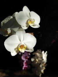 Close-up of white flower blooming against black background