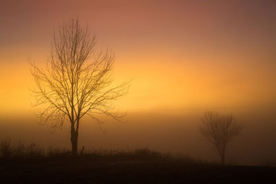 Silhouette bare tree on field against orange sky