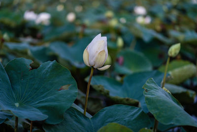 Close-up of white flowering plant