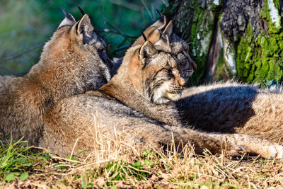 Cat lying in grass