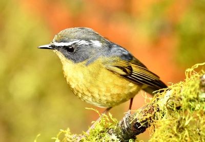 Close-up of bird perching on a plant