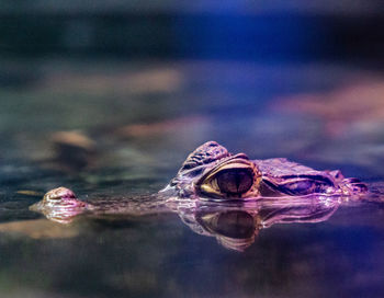 Close-up of turtle swimming in lake