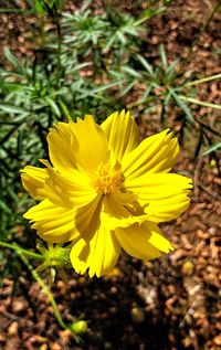 Close-up of yellow flowering plant on field