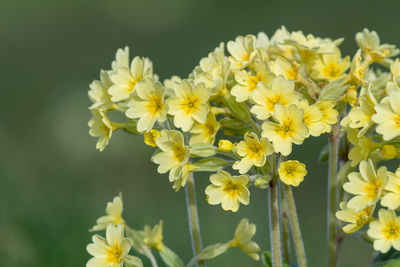 Close up of oxlip  flowers in bloom