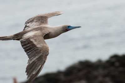 Close-up of blue-footed booby flying over sea