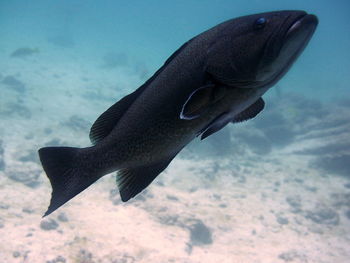 Close-up of fish swimming in sea